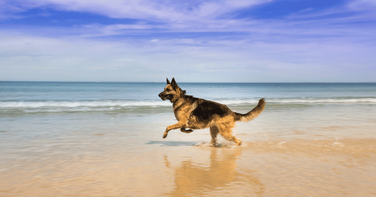 Why Do Australian Shepherds Have Docked Tails