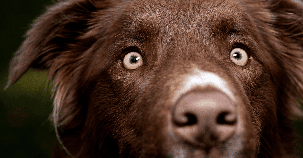 Why Do Border Collies Stare So Much