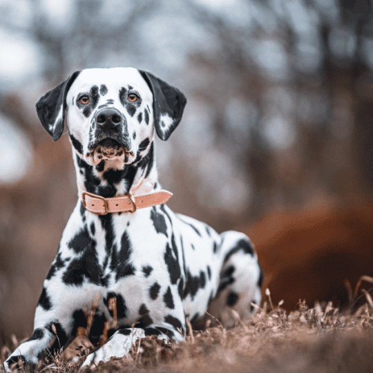 Why Do Dalmatians Have a Bad Reputation
