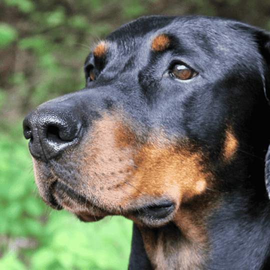 Why Do Dobermans Whine