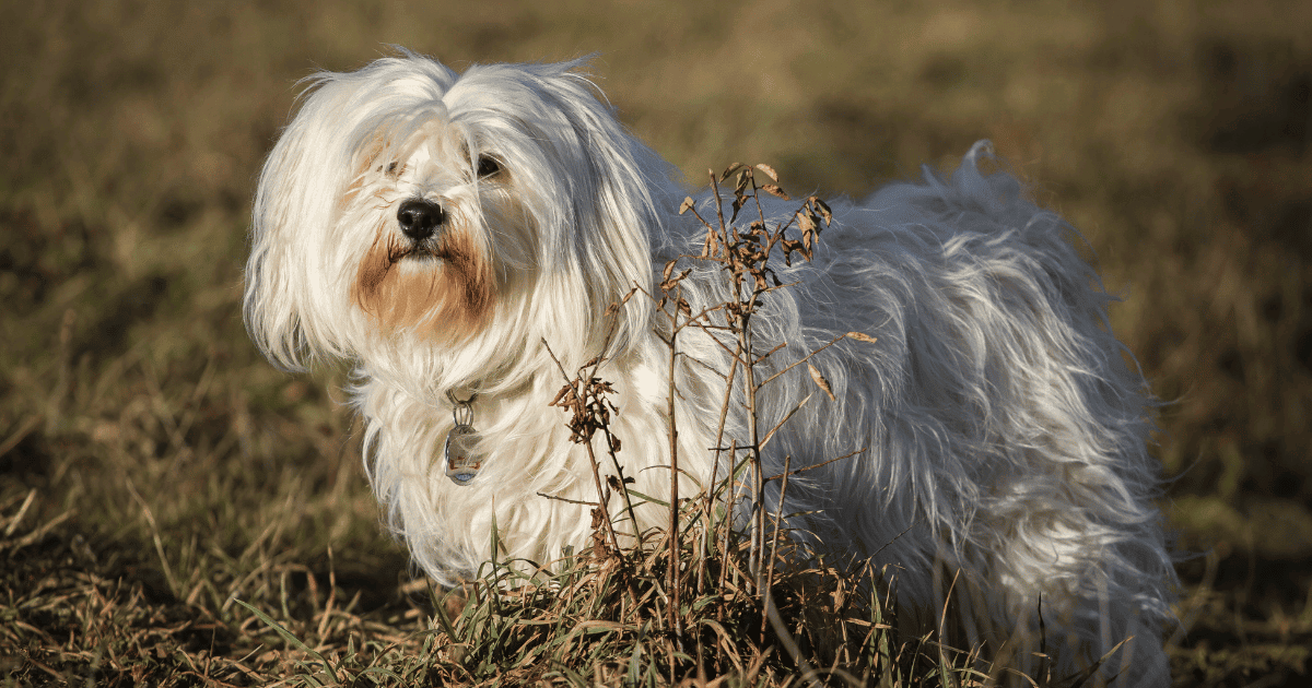 Why Do Havanese Eat Their Poop And How To Stop It