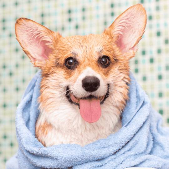 Why Does My Corgi Have Diarrhea