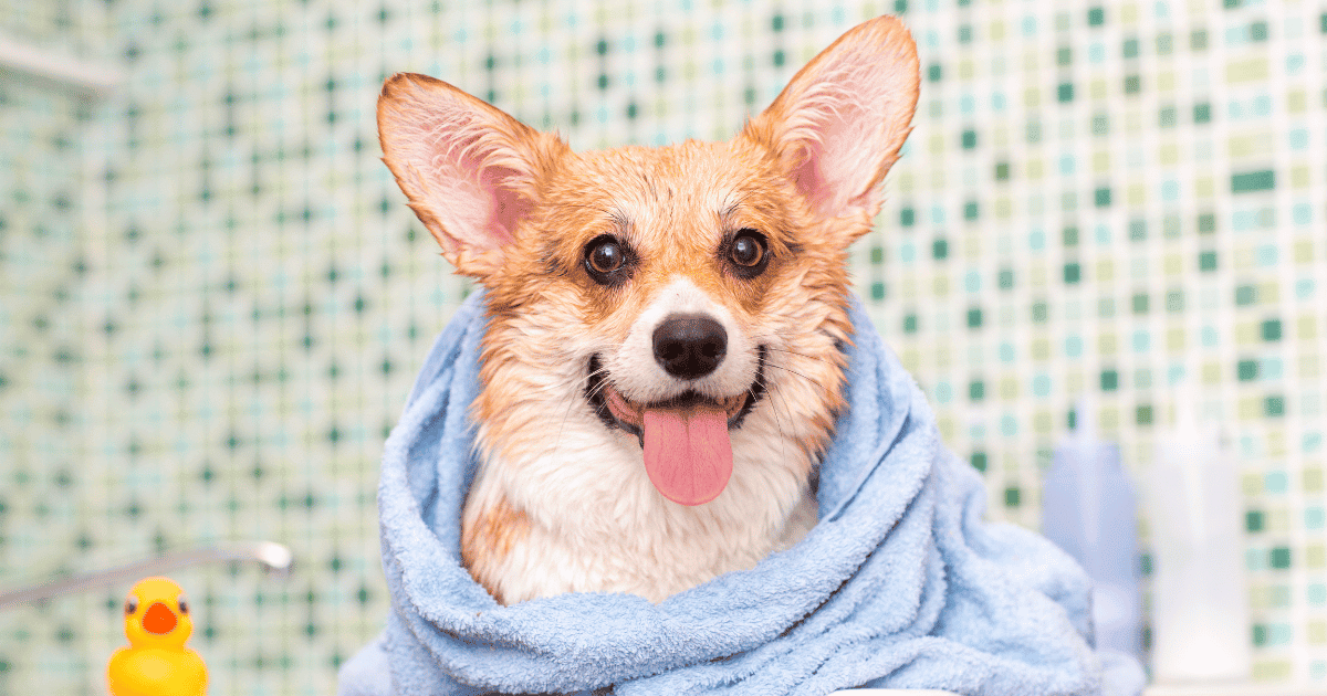 Why Does My Corgi Have Diarrhea