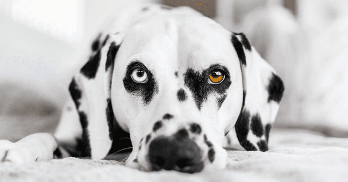 Why Does My Dalmatian Have Diarrhea