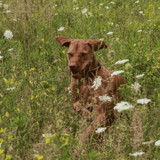 Why Does My Vizsla Have Diarrhea