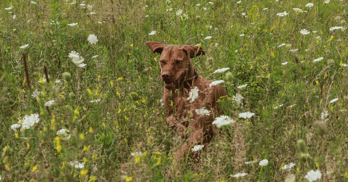 Why Does My Vizsla Have Diarrhea