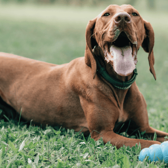 Why Does My Vizsla Smell Like Fish