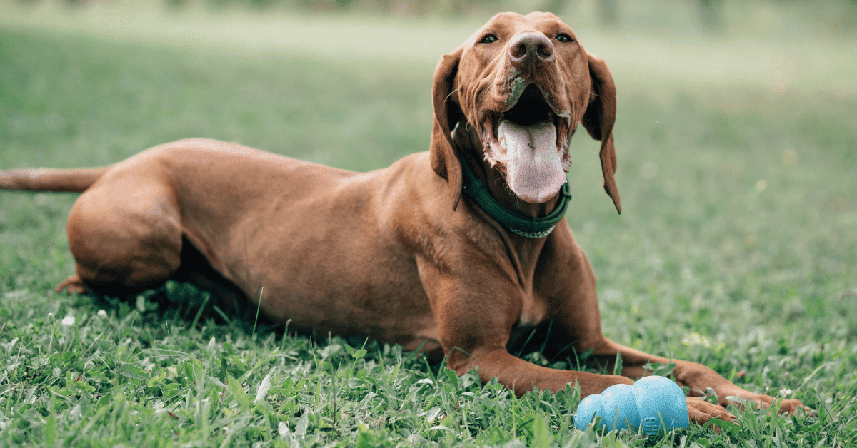 Why Does My Vizsla Smell Like Fish