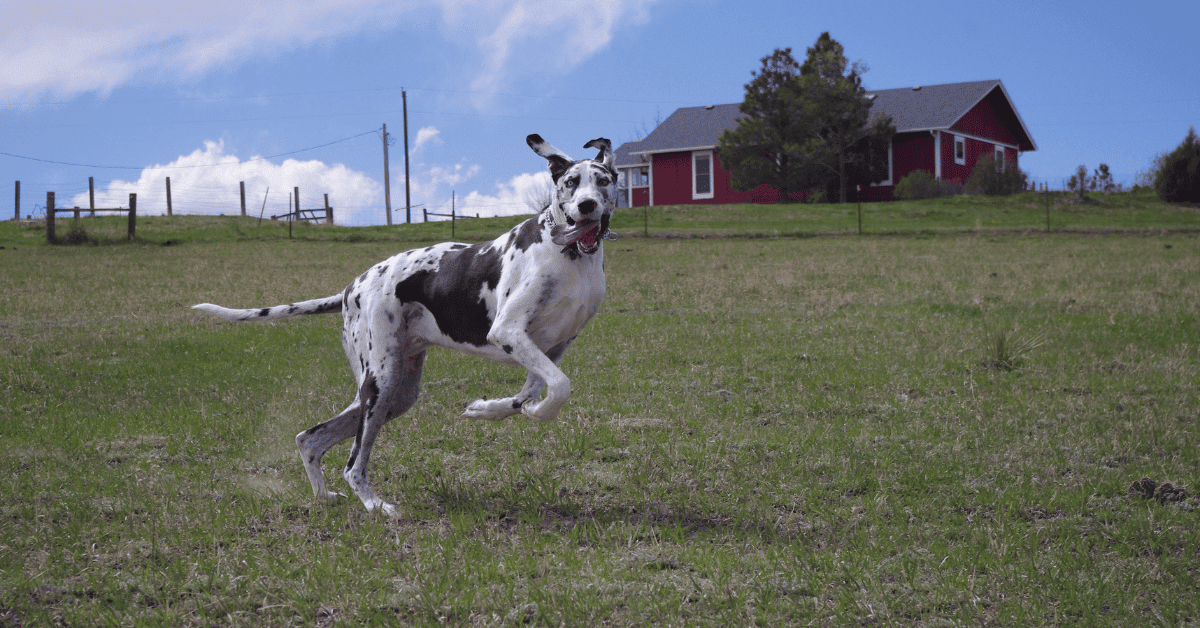 Why Great Danes Are Surprisingly Active Dogs