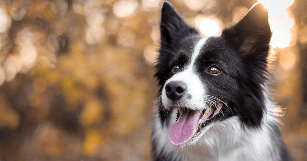 Why Is My Border Collie Drooling