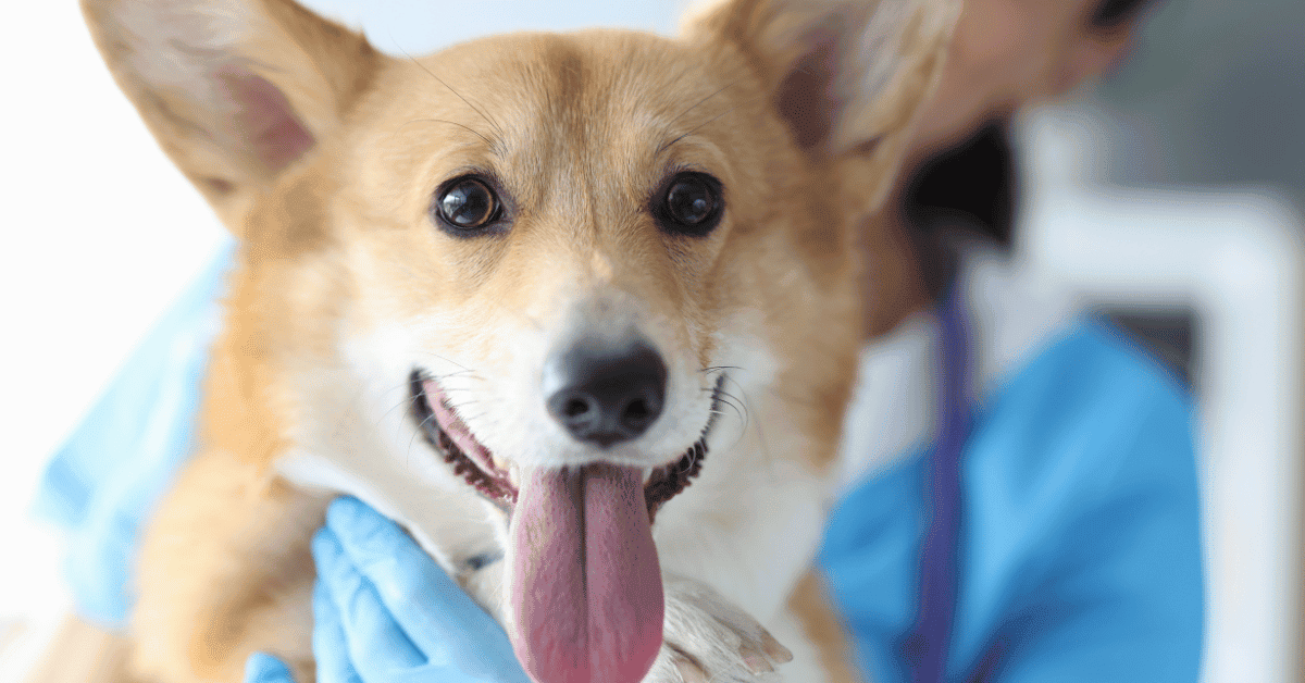 Why Is My Corgi Throwing Up