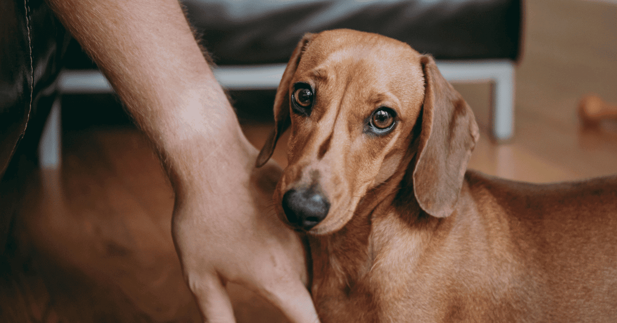 Why Is My Dachshund Whining