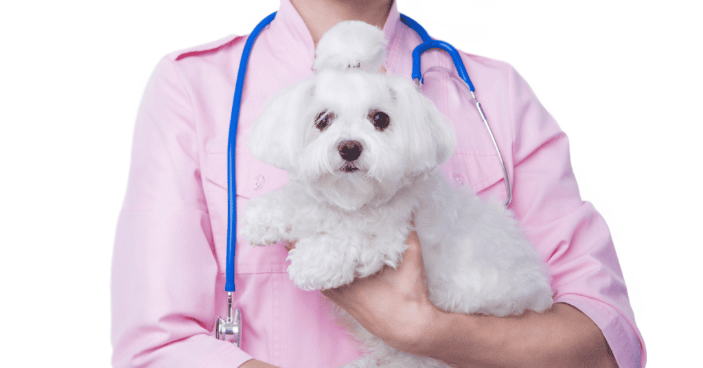 Why Is My Havanese Limping 7 Reasons What To Do