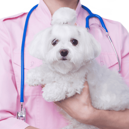 Why Is My Havanese Limping