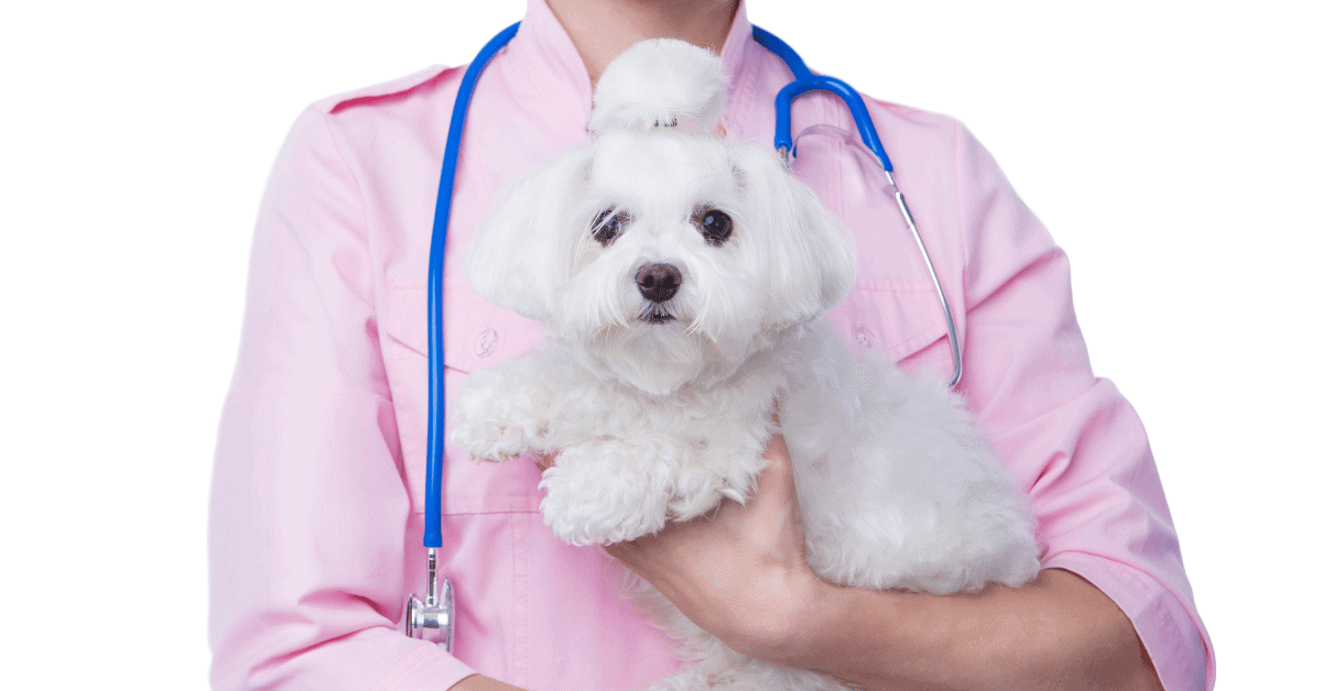Why Is My Havanese Limping