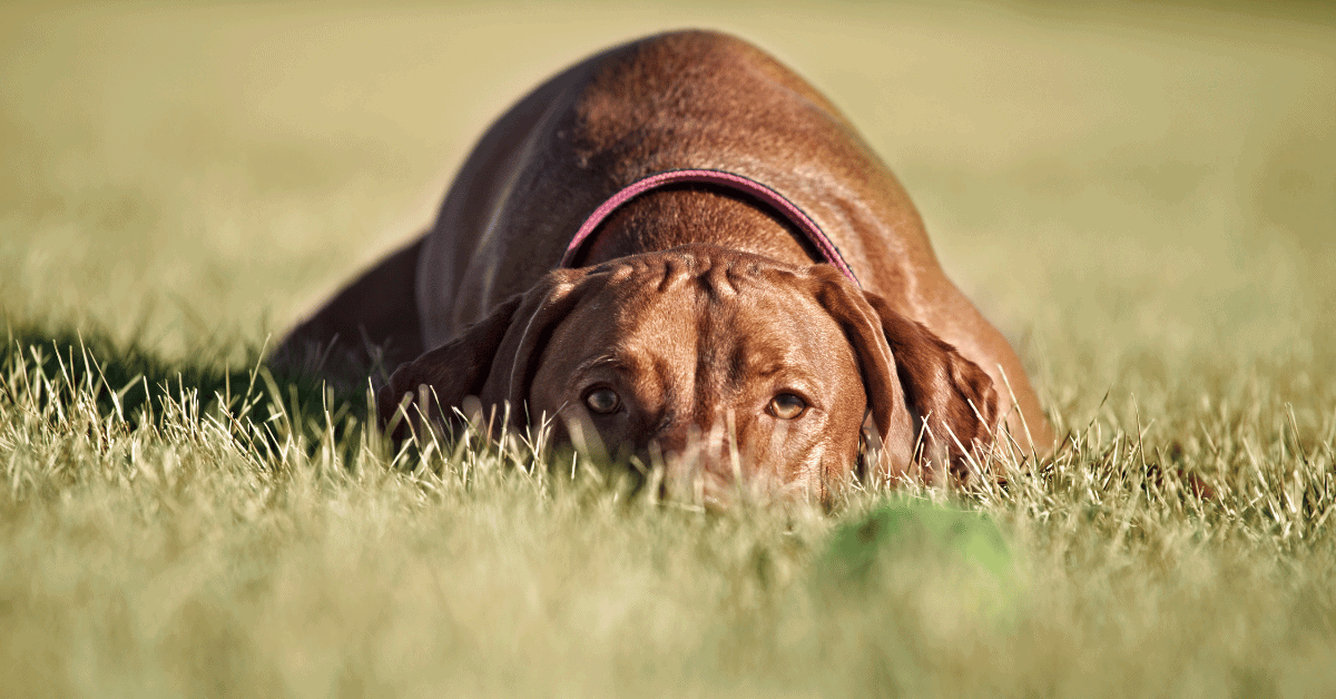 Why Is My Vizsla Always Eating Grass