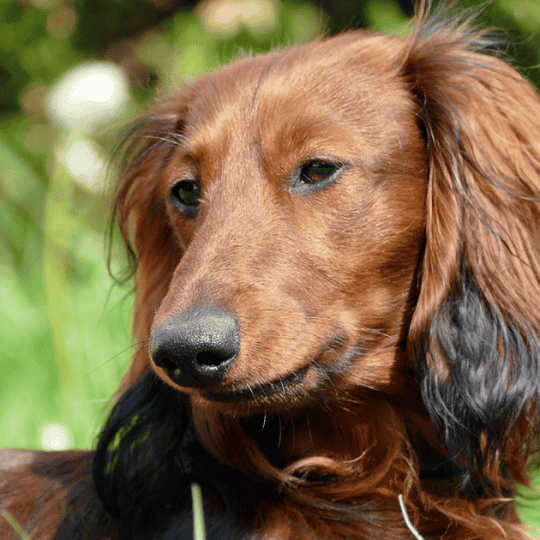 Why Your Dachshund Is Overweight
