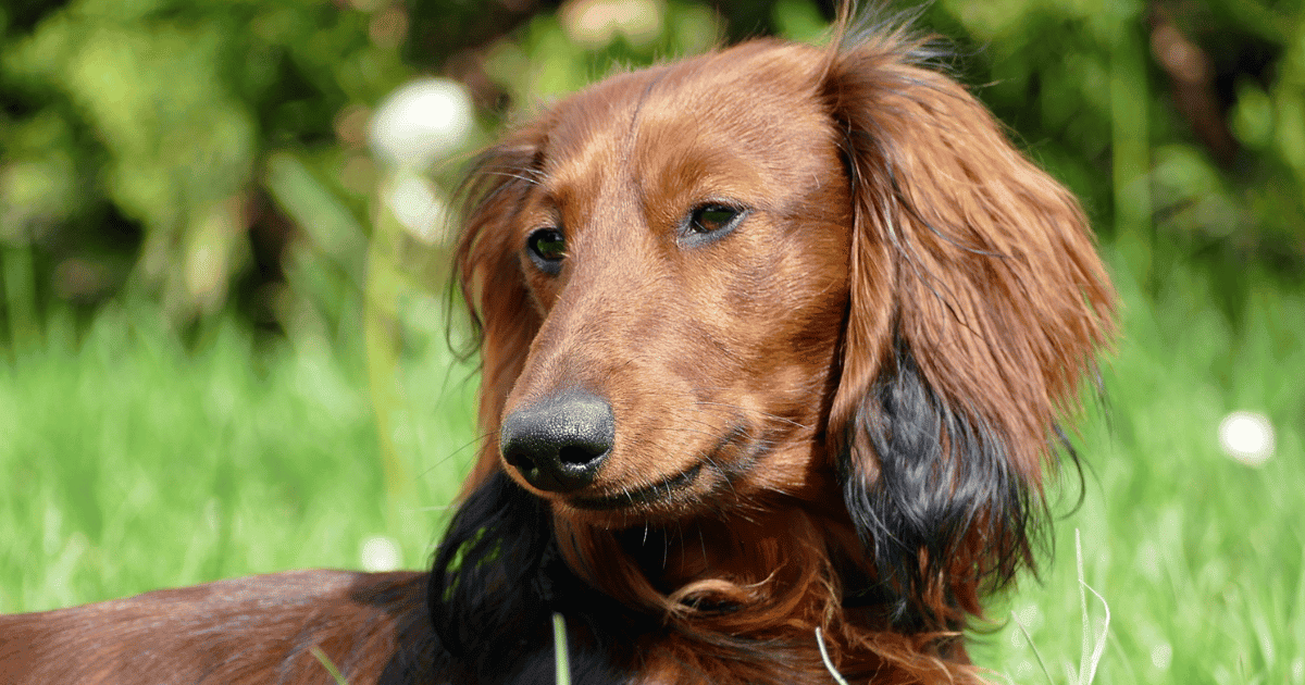 Why Your Dachshund Is Overweight