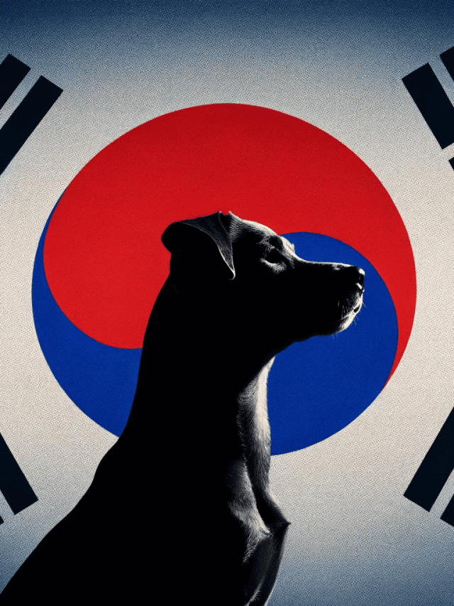 Why Is Dog Meat a Sensitive Topic in South Korea?