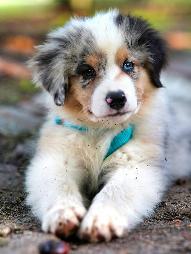 Tips For Proper Puppy Socialization