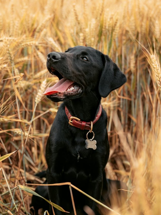 10 Things To Know Before Adopting A Labrador