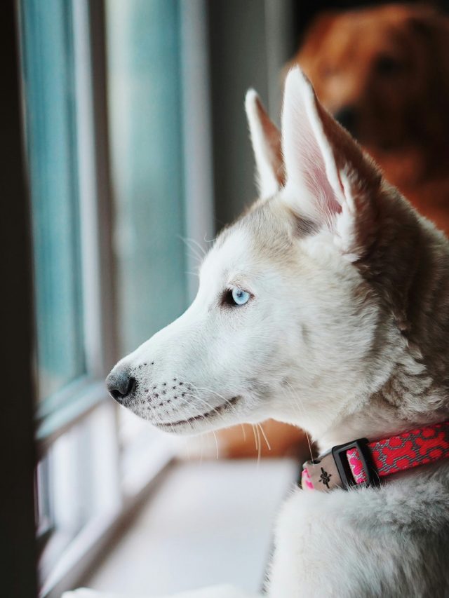 Are Dog Collars Good For Your Dog?