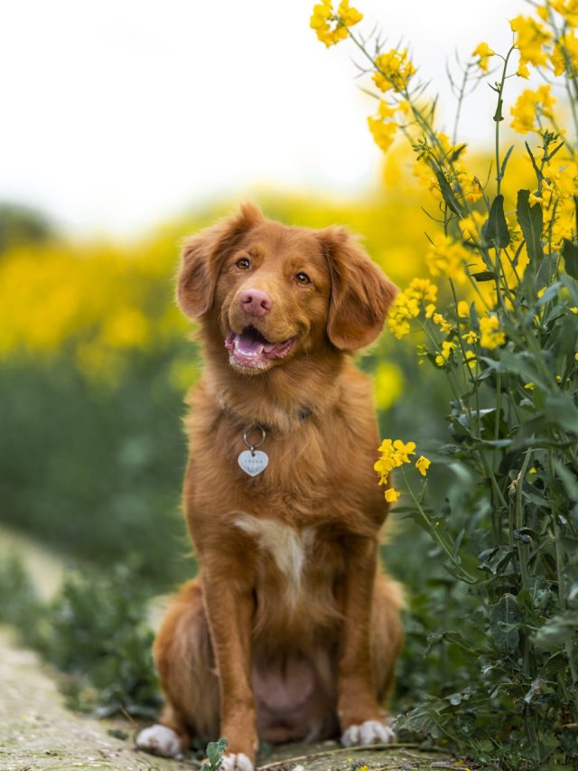 Surprising Things Your Dog Can Sense About You